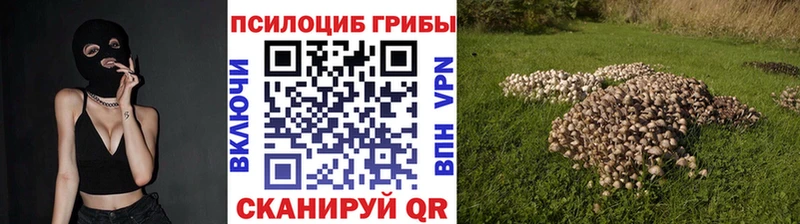 где продают Дубна Псилоцибиновые грибы Cubensis